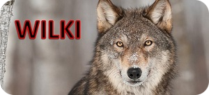 WILKI