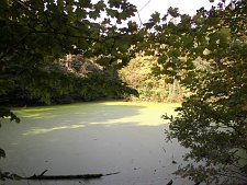 Pomnik przyrody
